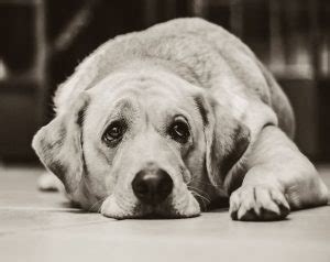 Can dogs sense their own death?