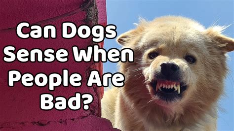 Can dogs sense when something is wrong with a person?