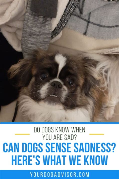 Can dogs sense when we cry?
