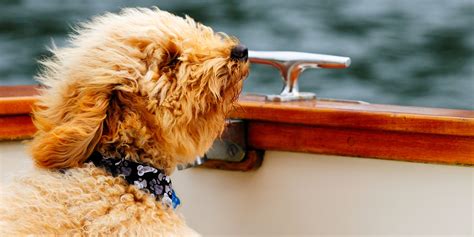 Can dogs sit in boats?
