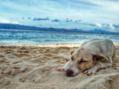 Can dogs sleep outside in 25 degrees?