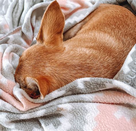 Can dogs sleep under covers without suffocating?