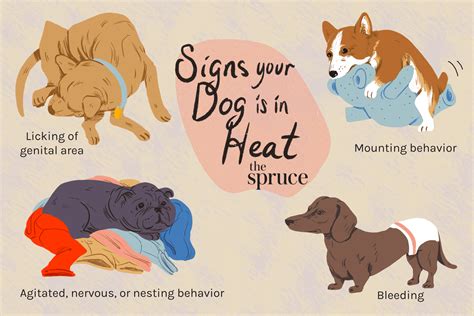 Can dogs smell a female in heat?