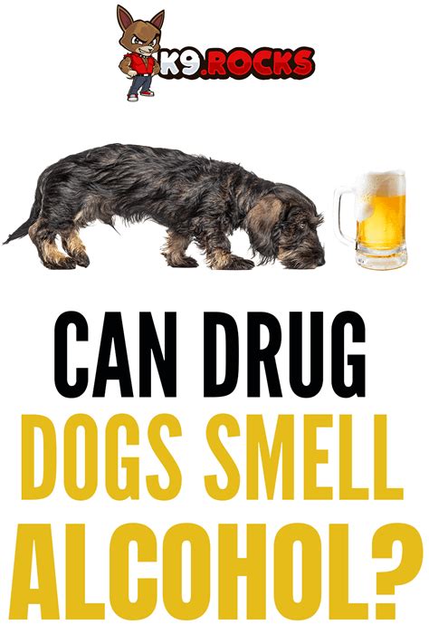 Can dogs smell alcohol on you?