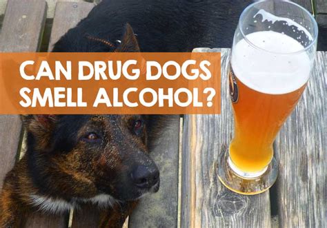 Can dogs smell beer?