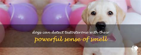 Can dogs smell human testosterone?