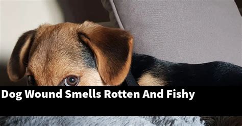 Can dogs smell infected wounds?