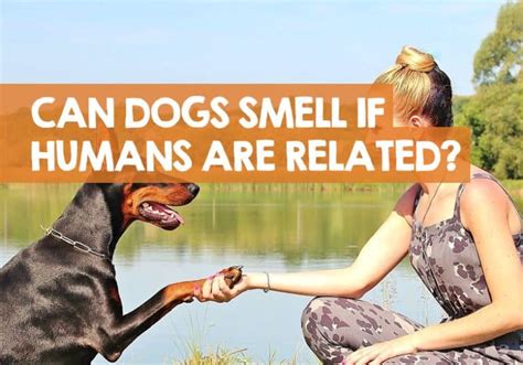 Can dogs smell infection in humans?