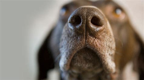 Can dogs smell kindness?