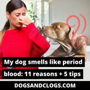 Can dogs smell period blood?