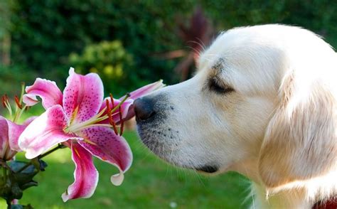 Can dogs smell that you love them?