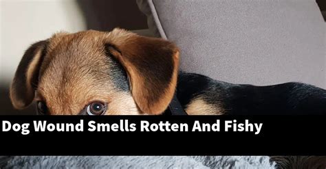 Can dogs smell wounds on humans?