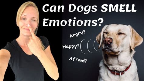 Can dogs smell your sadness?