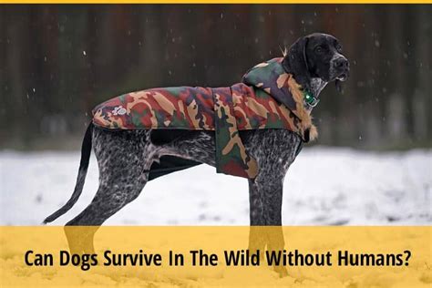 Can dogs survive 28 degrees?