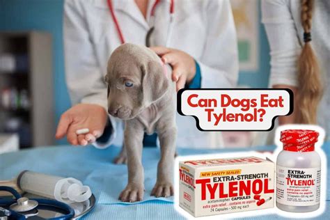 Can dogs survive Tylenol poisoning?