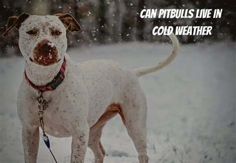 Can dogs survive in 20 degree weather?