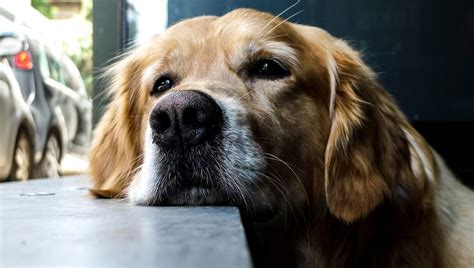 Can dogs tell how long you're gone?
