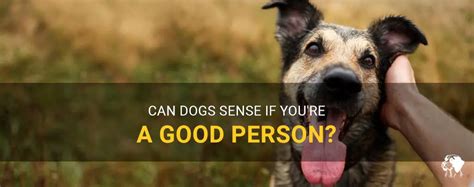 Can dogs tell if you're a good person?