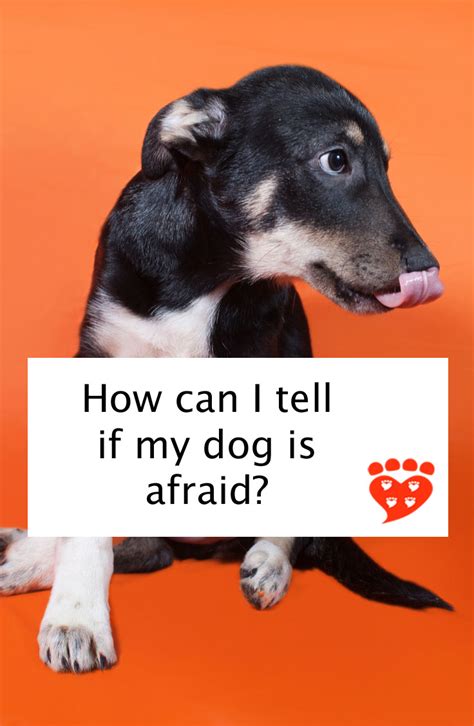 Can dogs tell if your scared?