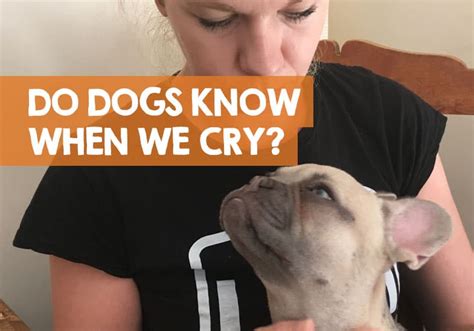 Can dogs tell when you're crying?