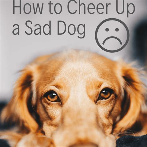 Can dogs tell when you're sad?