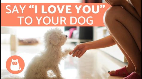 Can dogs tell when you love them?