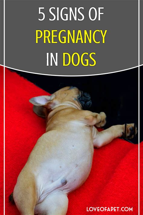 Can dogs tell you're pregnant?