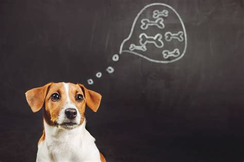 Can dogs think their own thoughts?