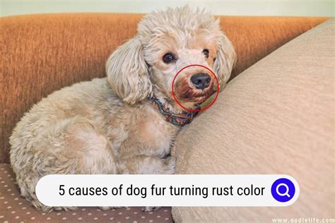 Can dogs turn yellow?