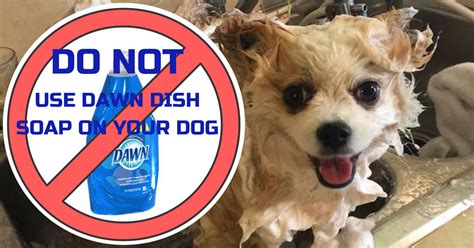 Can dogs use dish soap?
