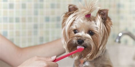 Can dogs use human toothpaste?