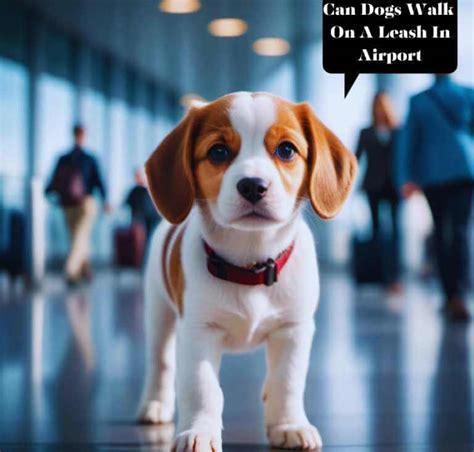 Can dogs walk on leash in airport?