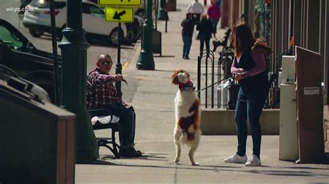 Can dogs walk on the 606?