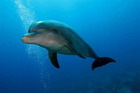 Can dolphins be introverted?