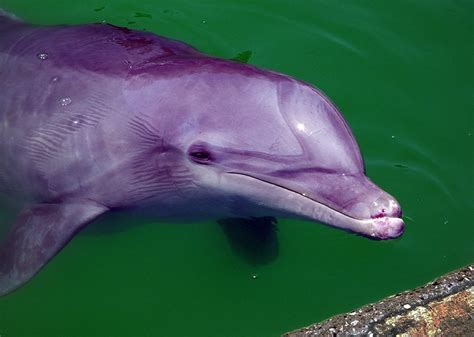 Can dolphins have mental illness?