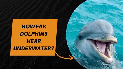 Can dolphins hear human voices?