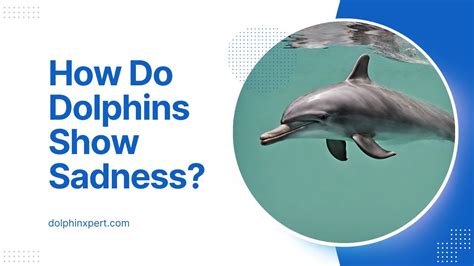 Can dolphins sense pain?