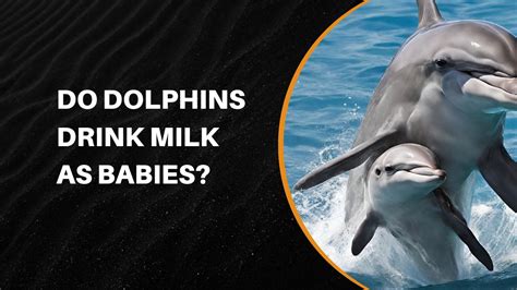 Can dolphins smell human breast milk?
