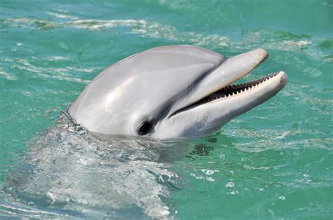 Can dolphins smile?