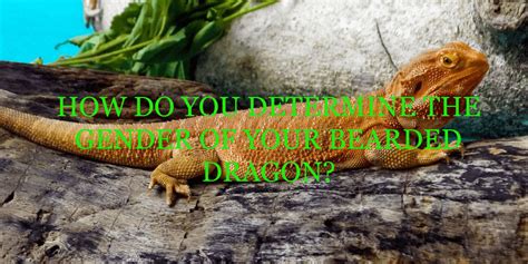 Can dragons reproduce asexually?