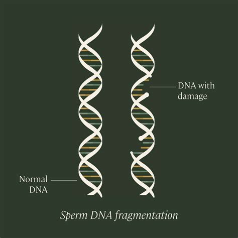 Can dried sperm be used for DNA?