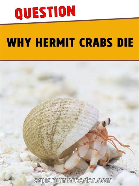 Can dropping a hermit crab kill it?