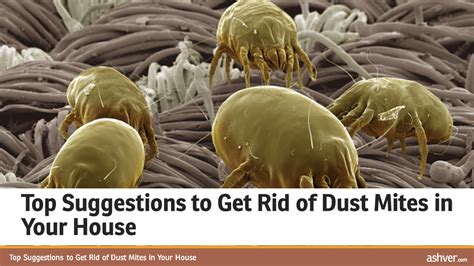 Can dust mites live in AC?