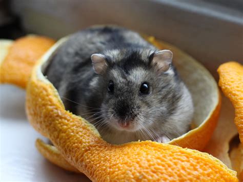 Can dwarf hamsters be black?
