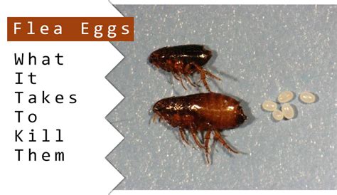 Can dying fleas still lay eggs?