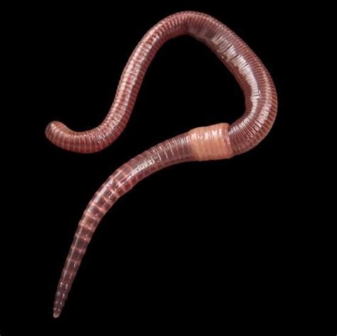 Can earthworm make you sick?