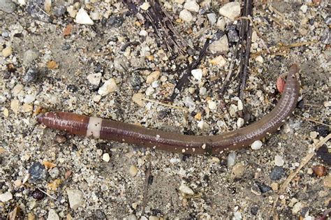 Can earthworms be poisonous?
