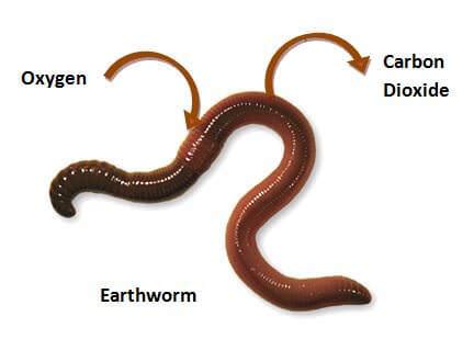 Can earthworms breathe water?