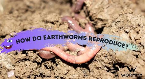 Can earthworms carry parasites?