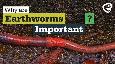 Can earthworms harm you?